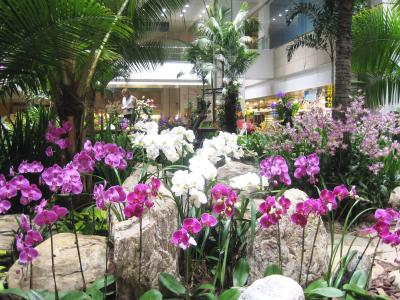2007秋、ギリシャ･エジプト旅行記(4/36)：11月29日(4)：シンガポール、花が溢れるチャンギ国際空港
