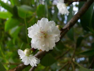 子福桜を探しに木場公園へ