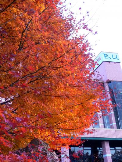 １．御殿場高原ビール 時の栖の紅葉　千三百地蔵 ありがた山