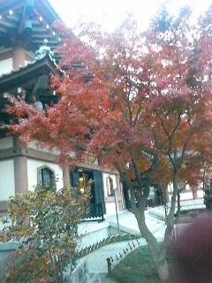長谷寺の紅葉