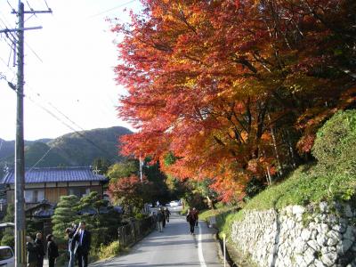 京都の紅葉！平安の趣残す、大原野神社。
