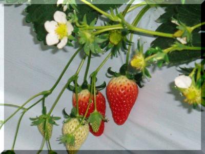 歳 末 い ち ご 狩 り