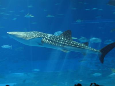 ちゅら海水族館