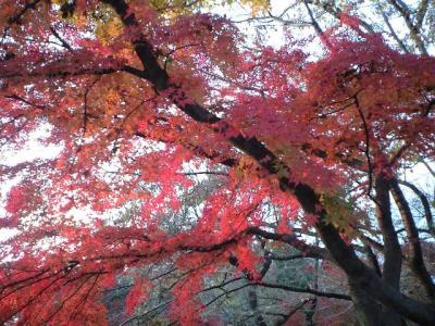 高尾山の紅葉