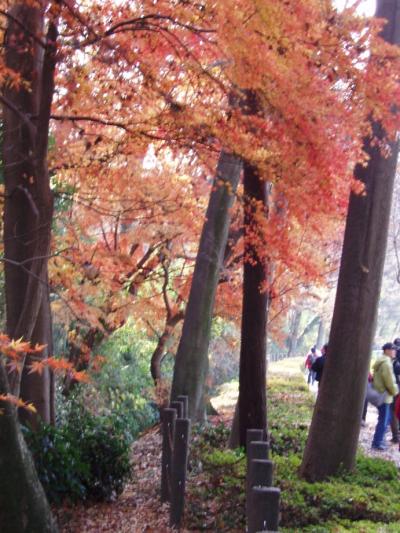 おそい秋の野火止用水