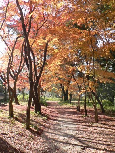 日本の旅　関西を歩く　京都、宇治・興聖寺周辺の紅葉