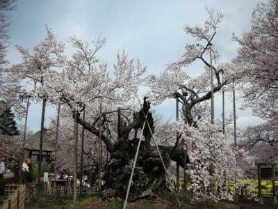 伝説の桜 