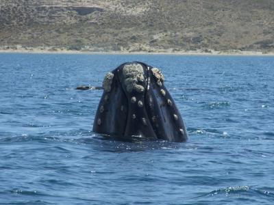 南米縦断の旅?アルゼンチン　Part２　‘バルデス半島’