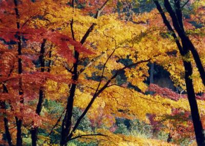 三室戸寺（京都府宇治市）の紅葉