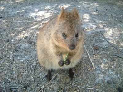 可愛いクオッカ