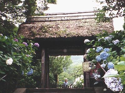 鎌倉・・紫陽花の寺をたずねて