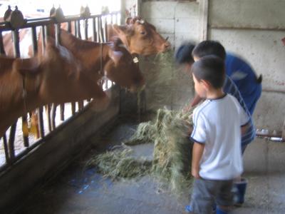 2007年8月 那須高原　牛のお世話