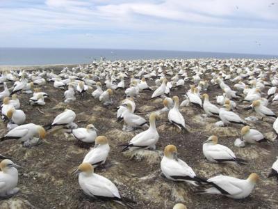 マーキュリー号　ニュージーランド、オーストラリアクルーズ　その?