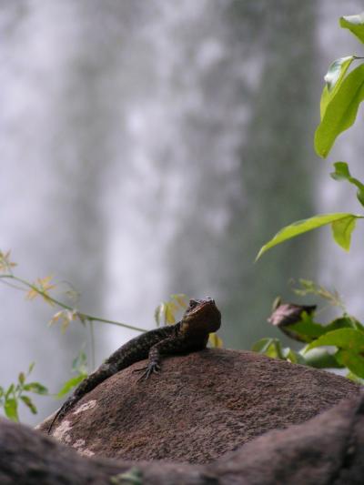 イグアスの滝（世界遺産）をアルゼンチン側から臨む