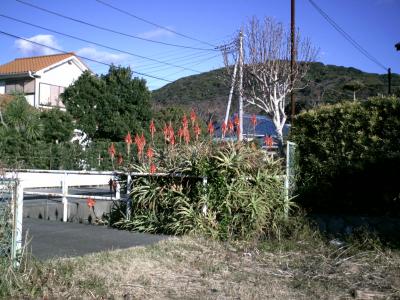 海砂利水魚が、、、