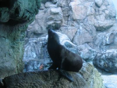 じんべいさめに出会った