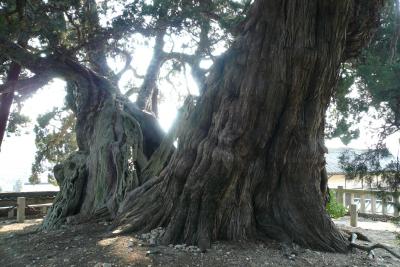 ?小豆島の旅（寒霞渓～中山千枚田～宝生院のシンパク～大阪城残石など）