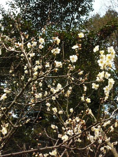 ちょっと早かったぁ　(-_-;)　梅見～