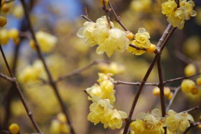 長瀞宝登山蝋梅ハイキングその?蝋梅園～梅百花園