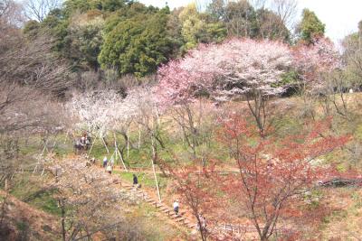多摩森林科学園