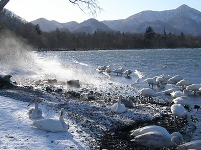 1月14日　ハクチョウ見ながら湯浴みをする！凍る釧路湿原の水辺と屈斜路湖畔露天風呂廻り　日の出から日の入りまで