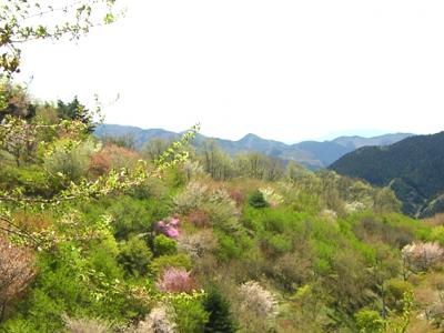 桜山・神流川温泉・・温泉と新緑でリフレッシュ