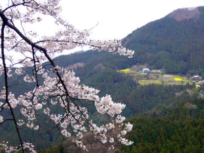 桜山・桜山温泉・・さくら桜！