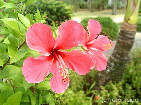 2006春-子連れでグアム