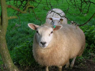 やっぱりBritain 10 湖水地方 フランの家の近所を散策。何もない~けど・・・