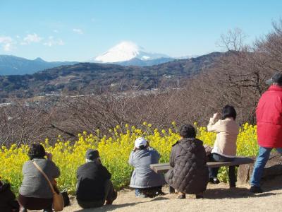 神奈川散策：一足早い春！！もう菜の花が見頃。二宮町吾妻山の３６０度の展望を楽しんで！！