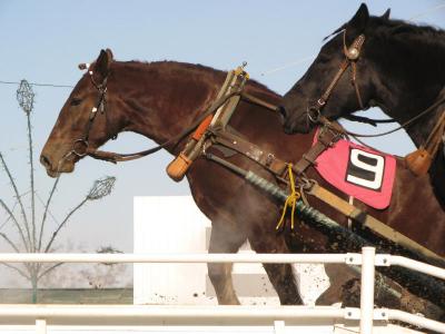 帯広氷まつり＆ばんえい競馬ツアー