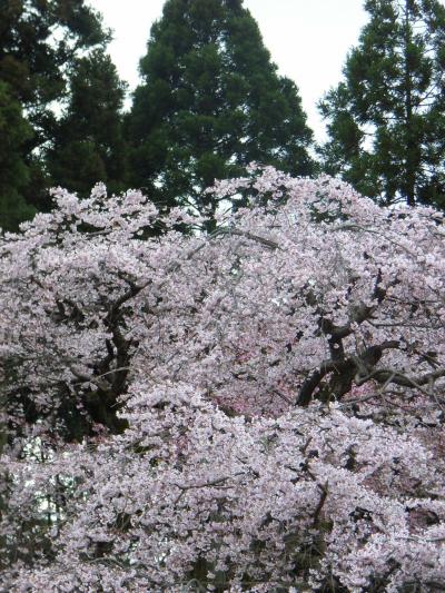 京都桜景色2007　○醍醐寺○