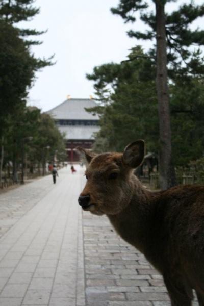 パワーアップ奈良・奈良公園