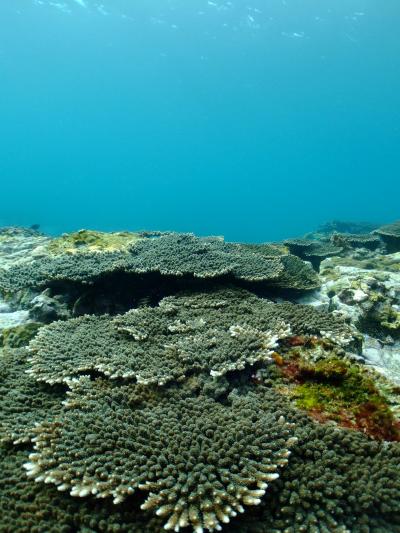 ♪串本でまったりダイビング♪ ~2日目~