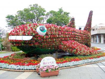 美ら海水族館　2008冬　花まつり