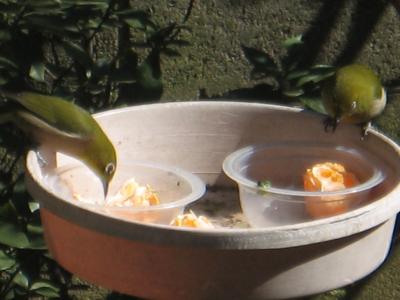 いらっしゃい、メジロ君!