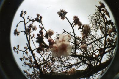 桜を見たよ♪の巻～in伊豆海洋公園～