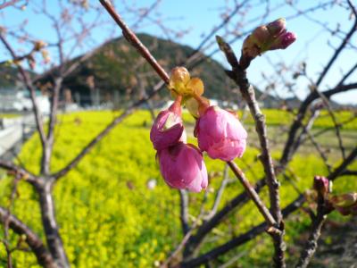 ♪みなみの桜と菜の花まつり