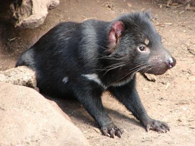 ボノロング野生動物園　−−　タスマニア州ホバート