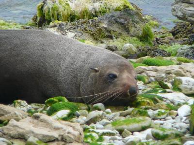 ピュアな大自然に抱かれる旅　２　ＮＺ　カイコウラ