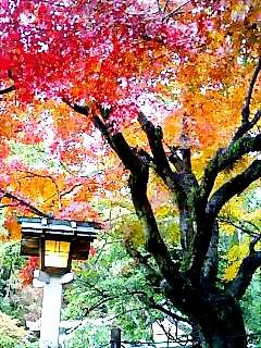 ぎりぎりの紅葉狩りへ「鎌倉」日帰り旅行。/Kamakura in Japan/