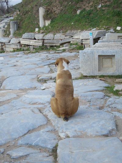 トルコの遺跡にいる可愛い　猫と犬　