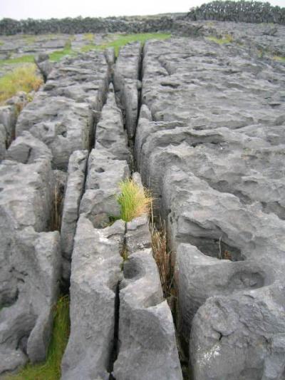 緑のアイルランド！　7 　Burrenへの道