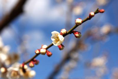 曽我梅林と菜の花畑