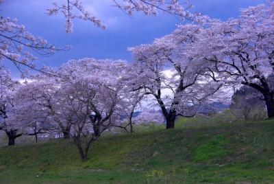 白石川の桜