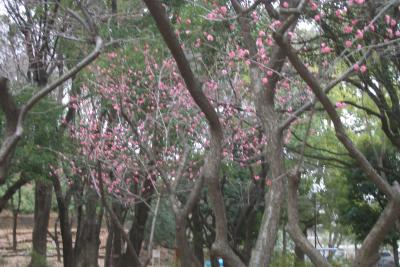 春を見つけに。