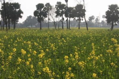 デリーからカトマンズへ突っ走れ！！　?　inポカラ