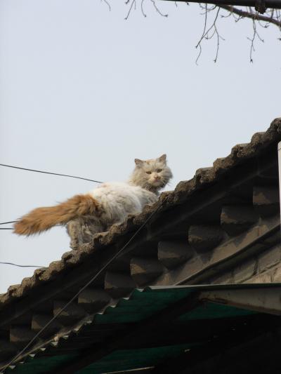 北京・冬の街角