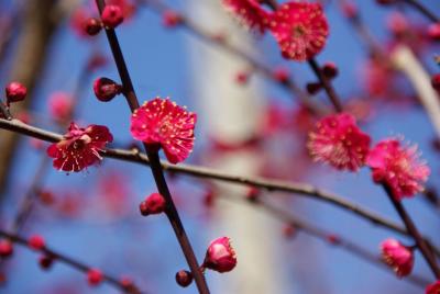 曽我梅林・観梅記