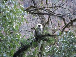 ネパール･アンナプルナＢＣ＆プーンヒル周回トレッキング･2007年冬〔９日目〕